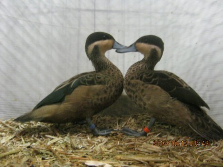 Een koppeltje hottentottalingen. Dit is het kleinste eendje van de wereld, en wij hebben ze gewoon in de rennen lopen